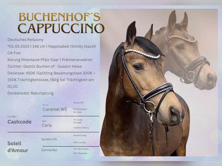 Poni alemán Semental Buckskin/Bayo in Achim