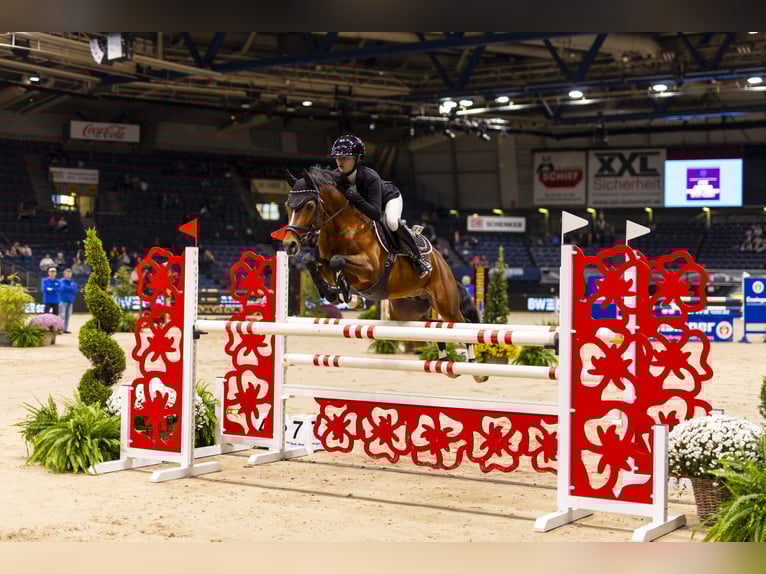 Poni alemán Semental Castaño in Coesfeld