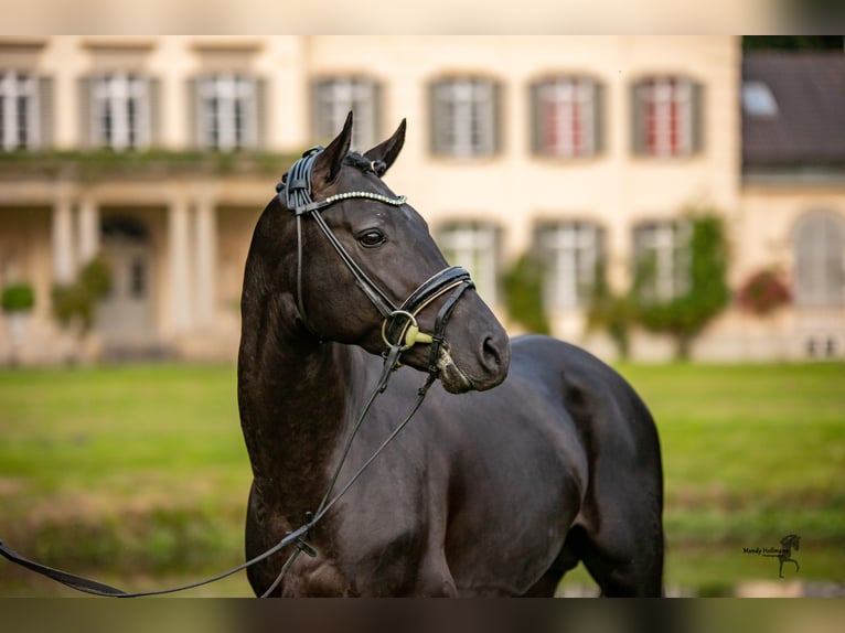 Poni alemán Semental Negro in Esens