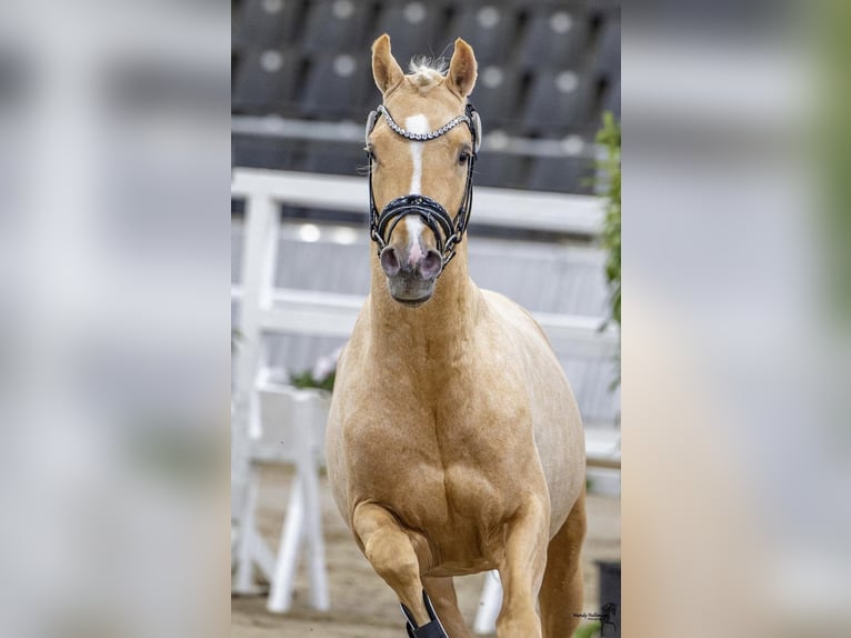 Poni alemán Semental Palomino in Achim