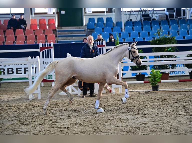 Poni alemán Semental Palomino in Oberbarnim Bollersdorf