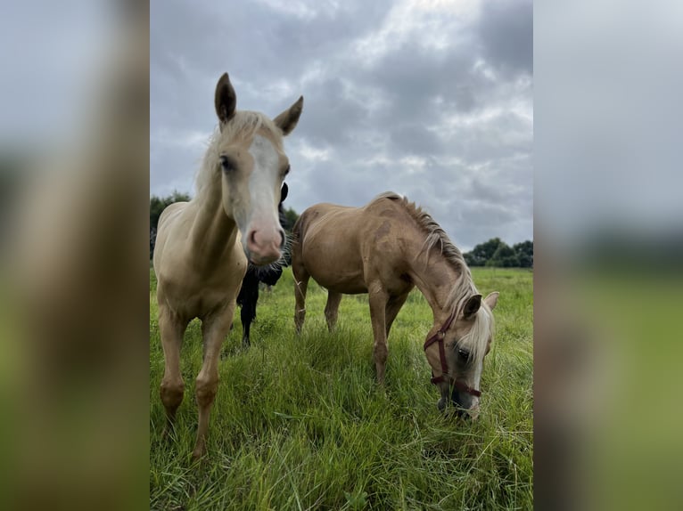 Poni alemán Semental  135 cm Palomino in Frose