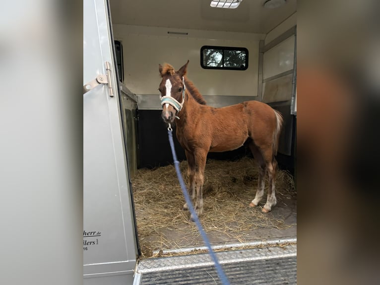 Poni alemán Semental Potro (03/2025) 145 cm Alazán-tostado in L&#xF6;cknitz