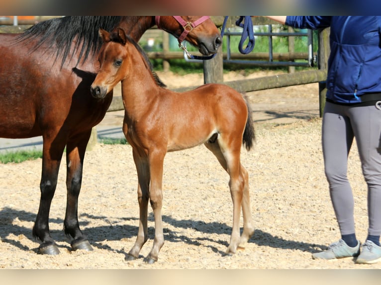 Poni alemán Semental Potro (04/2024) 145 cm Castaño in Klein Meckelsen