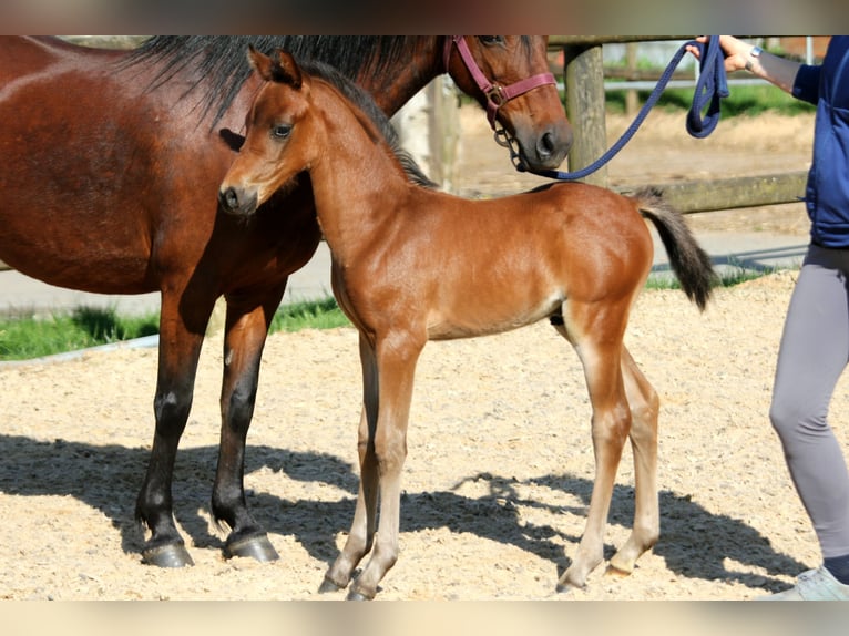 Poni alemán Semental Potro (04/2024) 145 cm Castaño in Klein Meckelsen