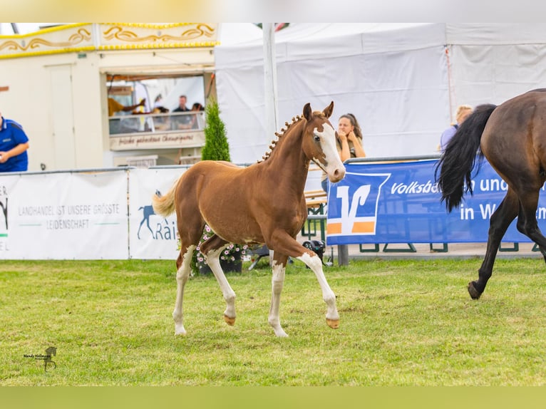 Poni alemán Semental Potro (03/2024) 146 cm Alazán in Esens