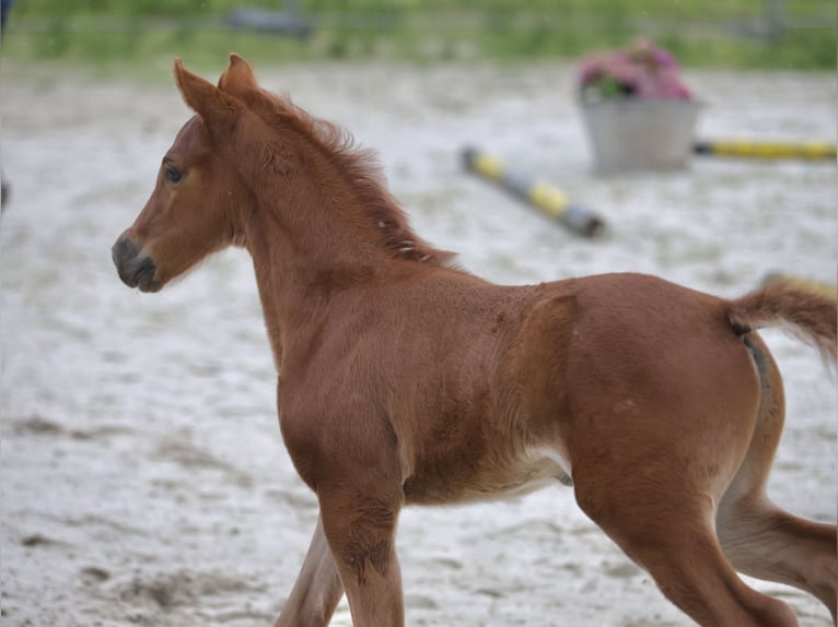 Poni alemán Semental Potro (05/2026) 146 cm Alazán-tostado in Kirchheim