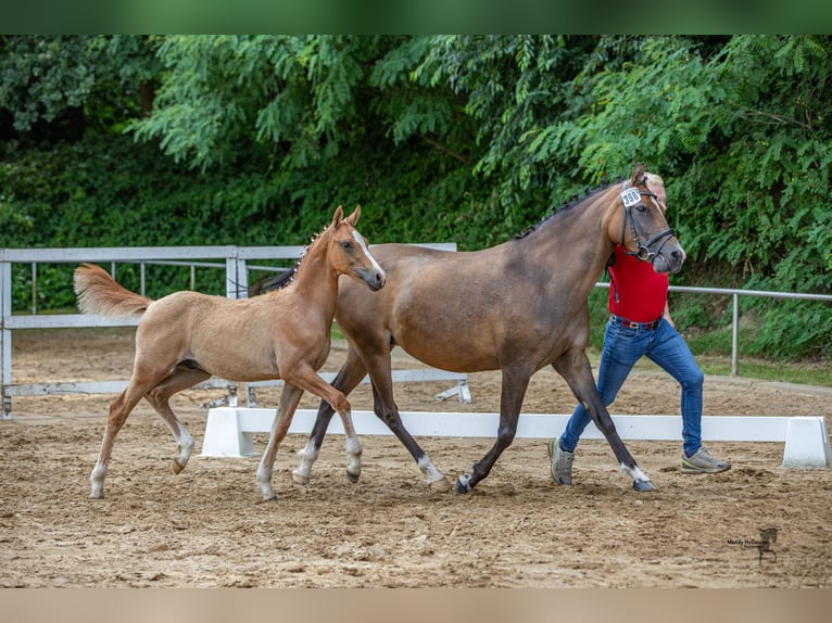 Poni alemán Semental Potro (04/2024) 146 cm Bayo in Esens