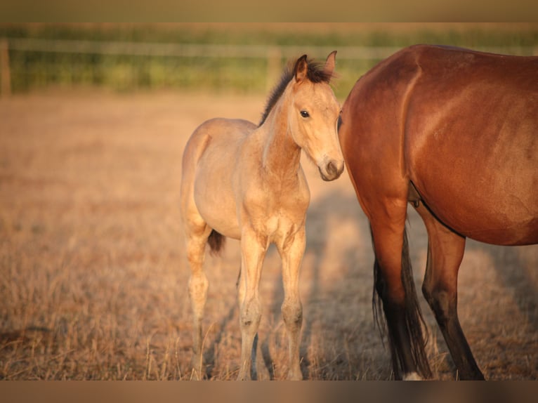 Poni alemán Semental Potro (05/2025) 146 cm Buckskin/Bayo in Haltern am See