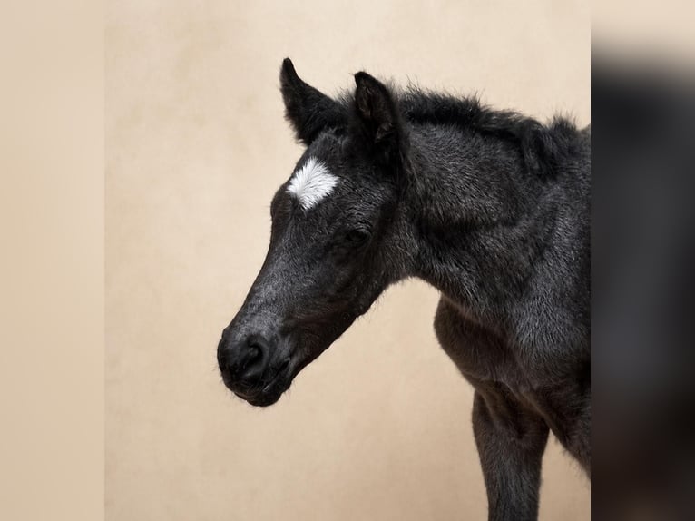 Poni alemán Semental Potro (04/2026) 146 cm Negro in Grevenbroich