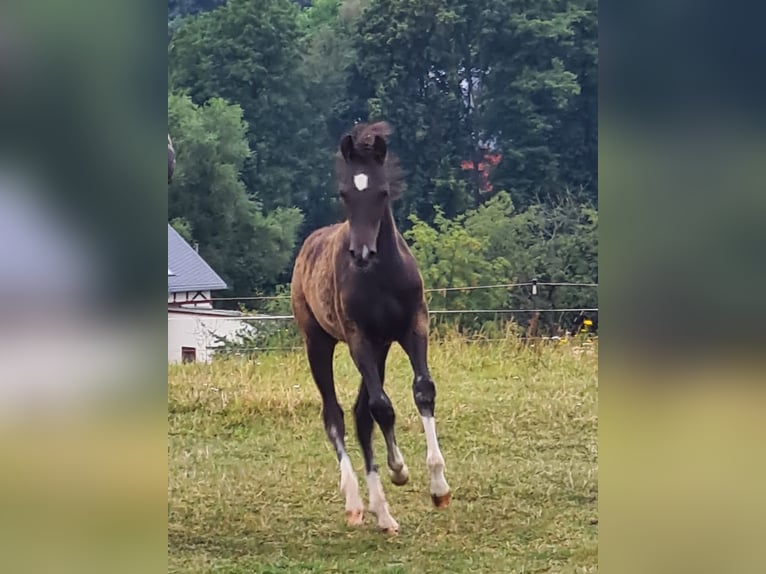 Poni alemán Semental  146 cm Negro in Bobritzsch-Hilbersdorf