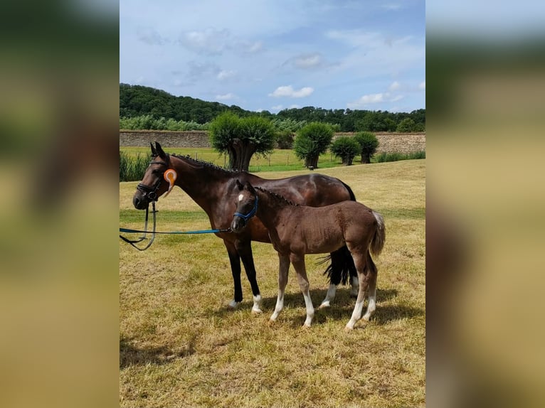 Poni alemán Semental  146 cm Negro in Bobritzsch-Hilbersdorf