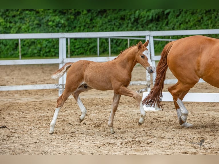 Poni alemán Semental Potro (06/2024) 147 cm Alazán in Aurich