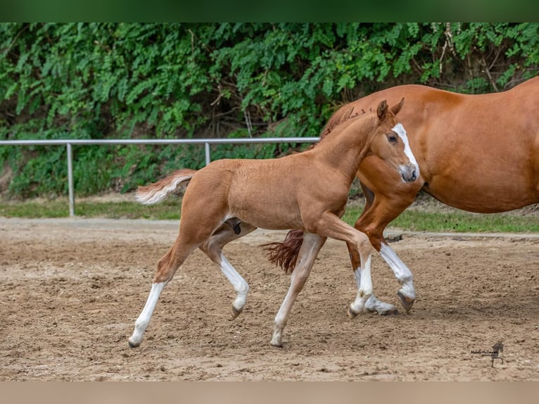 Poni alemán Semental Potro (06/2024) 147 cm Alazán in Aurich