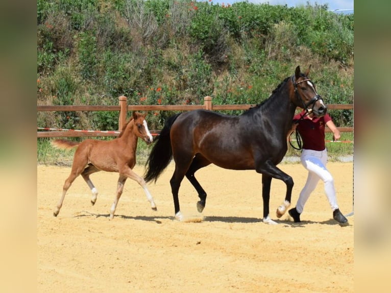 Poni alemán Semental Potro (06/2024) 147 cm Alazán in Wegeleben