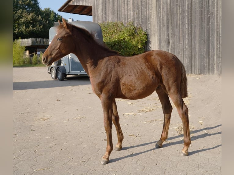 Poni alemán Semental Potro (04/2025) 147 cm Alazán in Jesteburg