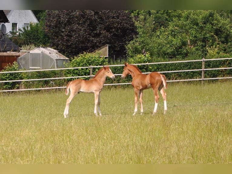 Poni alemán Semental  147 cm Alazán-tostado in Beverungen