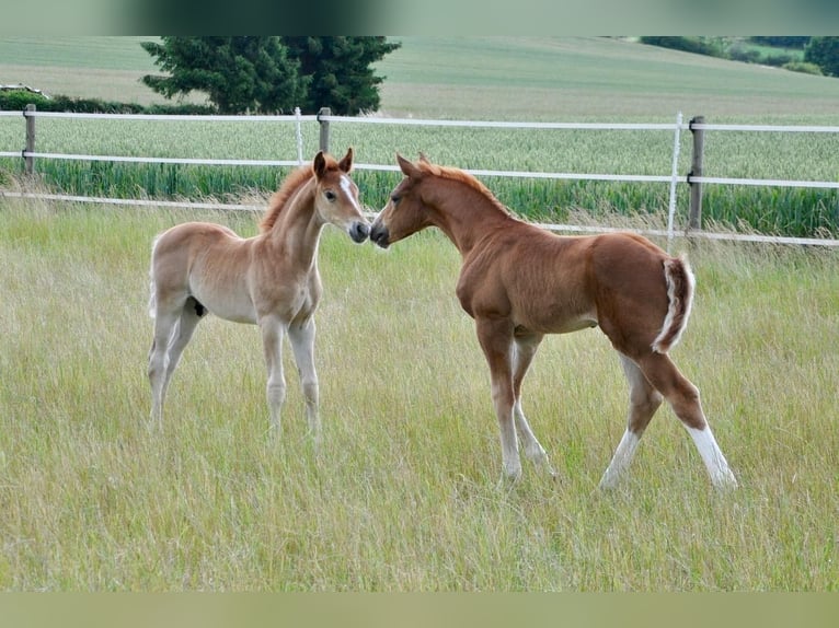 Poni alemán Semental  147 cm Alazán-tostado in Beverungen
