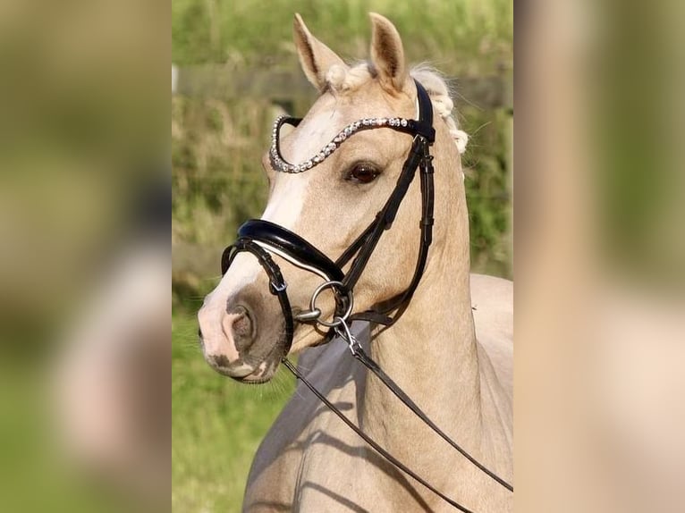 Poni alemán Semental Potro (04/2024) 147 cm Buckskin/Bayo in Emmerthal