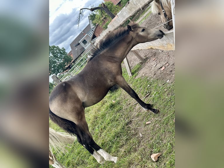 Poni alemán Semental Potro (04/2024) 147 cm Buckskin/Bayo in Emmerthal