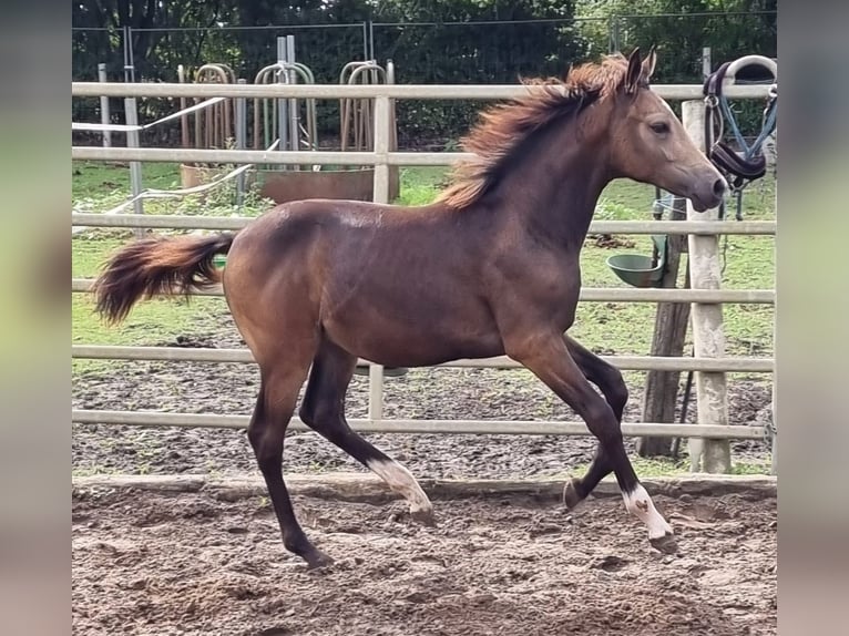 Poni alemán Semental Potro (04/2024) 147 cm Buckskin/Bayo in Eydelstedt