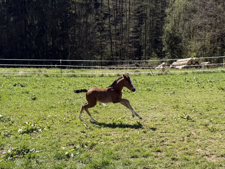 Poni alemán Semental Potro (04/2026) 147 cm Castaño in Marktschorgast
