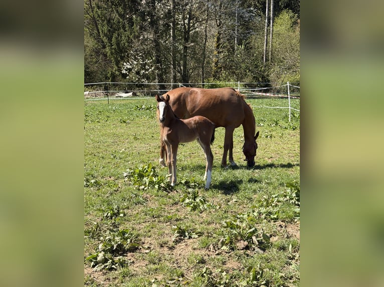 Poni alemán Semental Potro (04/2026) 147 cm Castaño in Marktschorgast