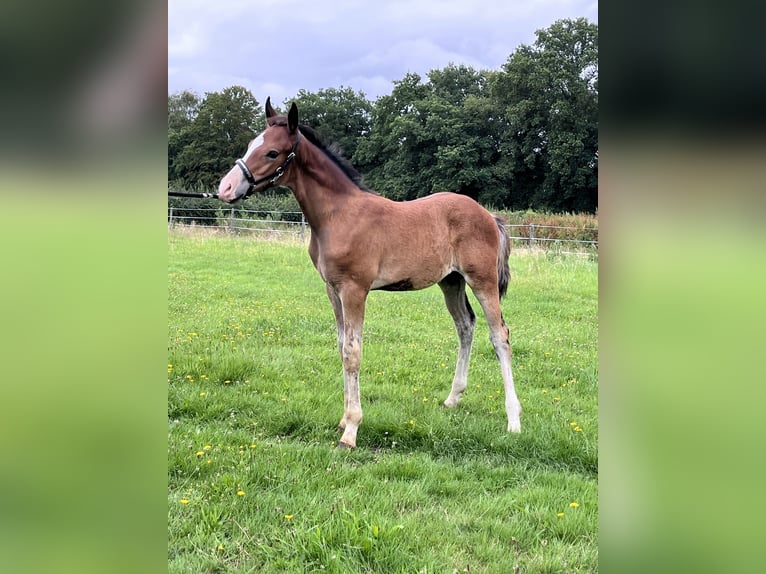 Poni alemán Semental Potro (05/2025) 147 cm Castaño in Aurich