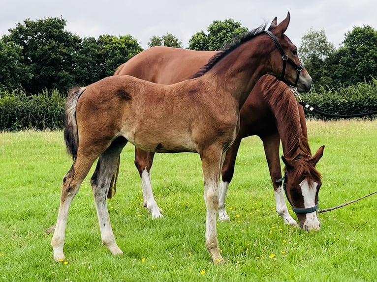 Poni alemán Semental Potro (05/2025) 147 cm Castaño in Aurich