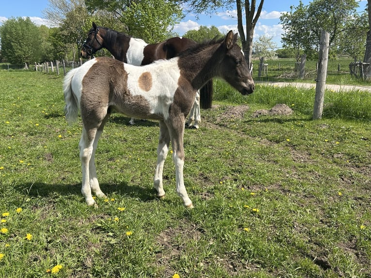 Poni alemán Semental Potro (04/2026) 147 cm Pío in Demmin