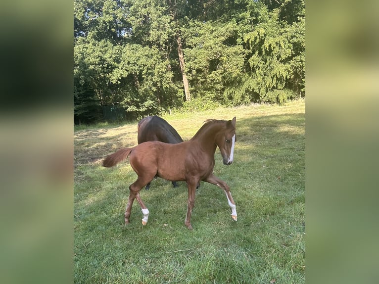 Poni alemán Semental Potro (02/2025) 148 cm Alazán in Bottrop