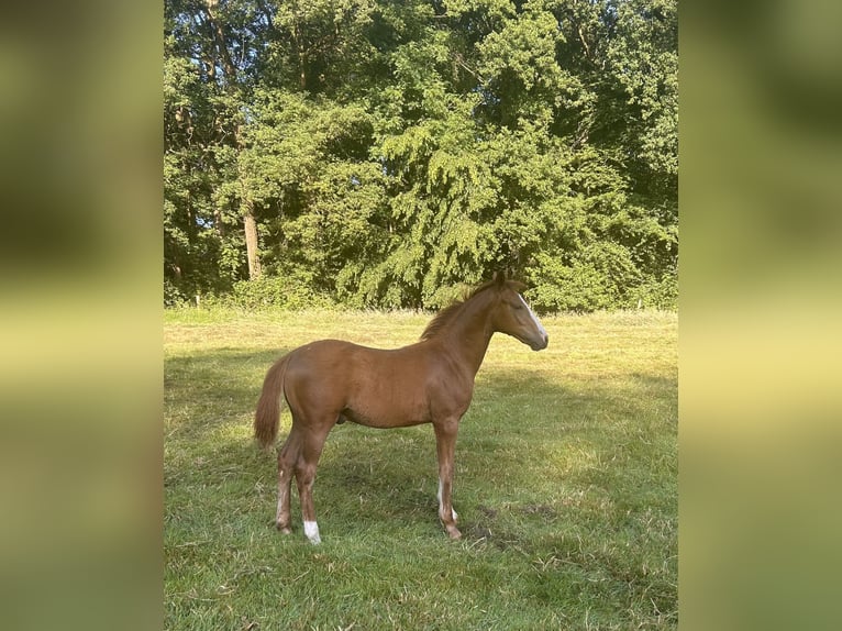 Poni alemán Semental Potro (02/2025) 148 cm Alazán in Bottrop