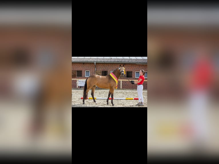 Poni alemán Semental Potro (05/2026) 148 cm Alazán in Rheine