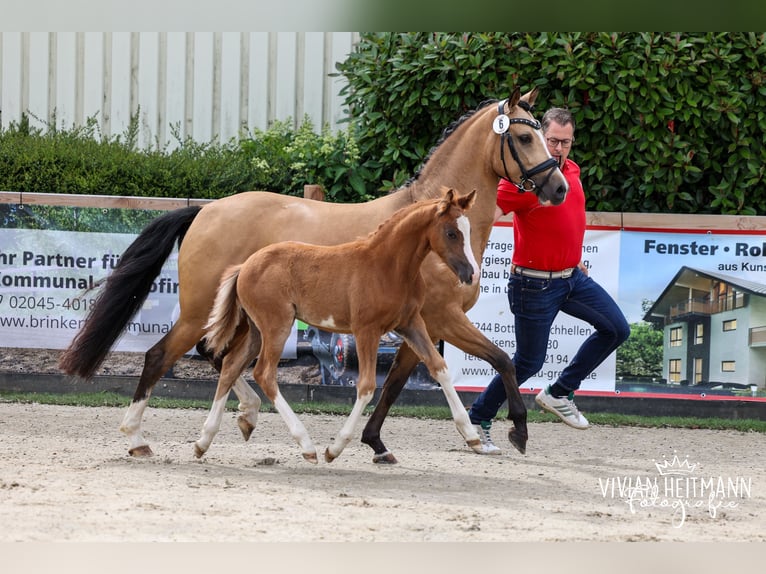 Poni alemán Semental Potro (04/2026) 148 cm Alazán in Nordkirchen
