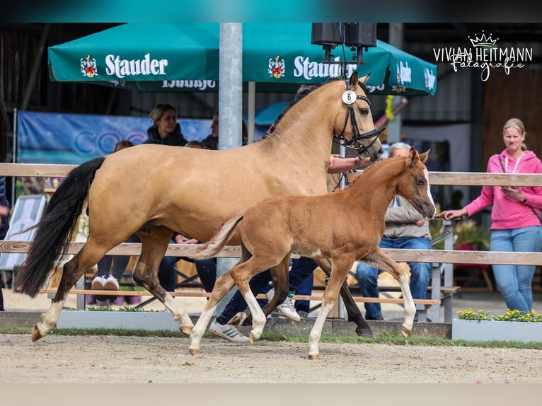 Poni alemán Semental Potro (04/2026) 148 cm Alazán in Nordkirchen