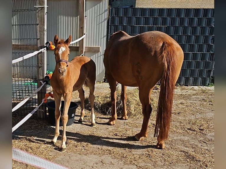 Poni alemán Semental Potro (03/2024) 148 cm Alazán in Ostrhauderfehn