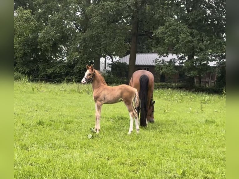 Poni alemán Semental Potro (05/2024) 148 cm Alazán-tostado in Goch