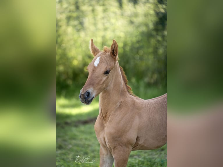 Poni alemán Semental Potro (05/2026) 148 cm Bayo in Grevenbroich