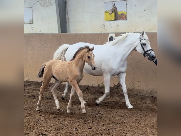 Poni alemán Semental Potro (04/2026) 148 cm Bayo in Achim