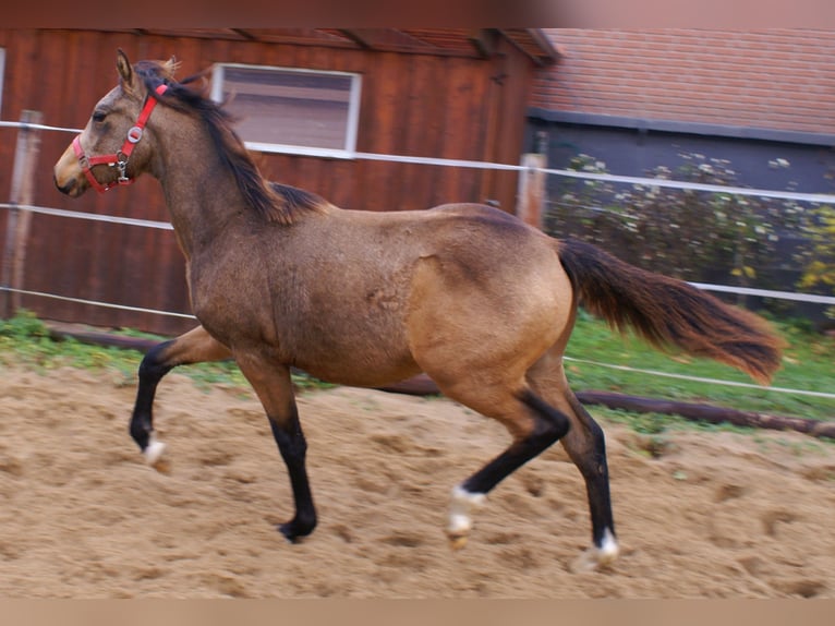 Poni alemán Semental Potro (02/2024) 148 cm Bayo in Velpke