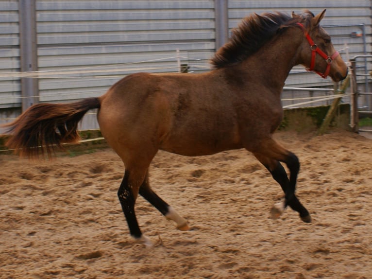 Poni alemán Semental Potro (02/2024) 148 cm Bayo in Velpke