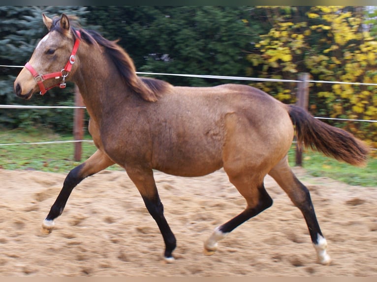 Poni alemán Semental Potro (02/2024) 148 cm Bayo in Velpke