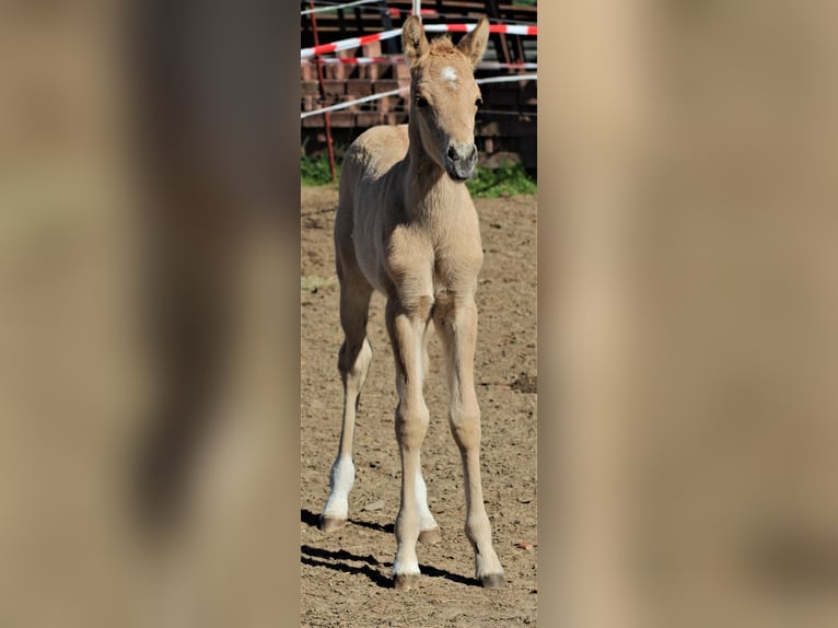 Poni alemán Semental Potro (04/2026) 148 cm Bayo in Bleckede