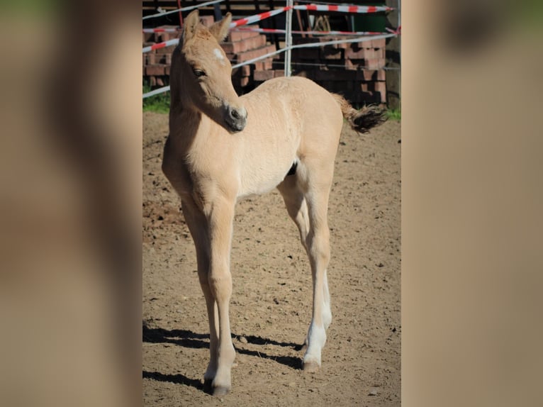 Poni alemán Semental Potro (04/2026) 148 cm Bayo in Bleckede