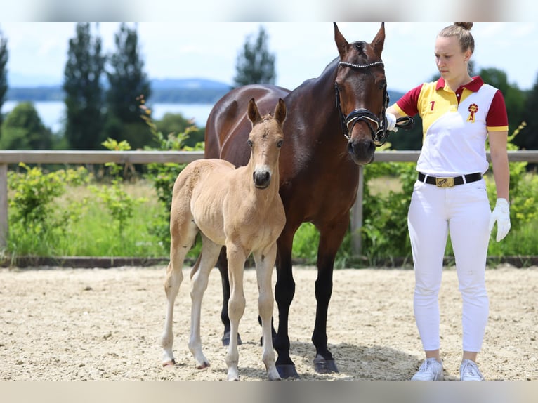 Poni alemán Semental Potro (05/2024) 148 cm Buckskin/Bayo in Ebersberg