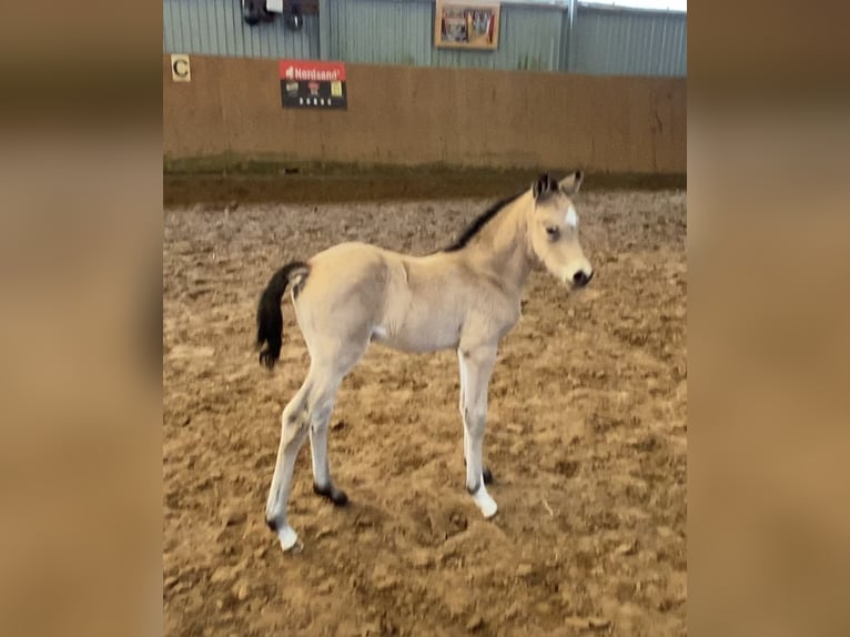 Poni alemán Semental Potro (03/2024) 148 cm Buckskin/Bayo in Achim