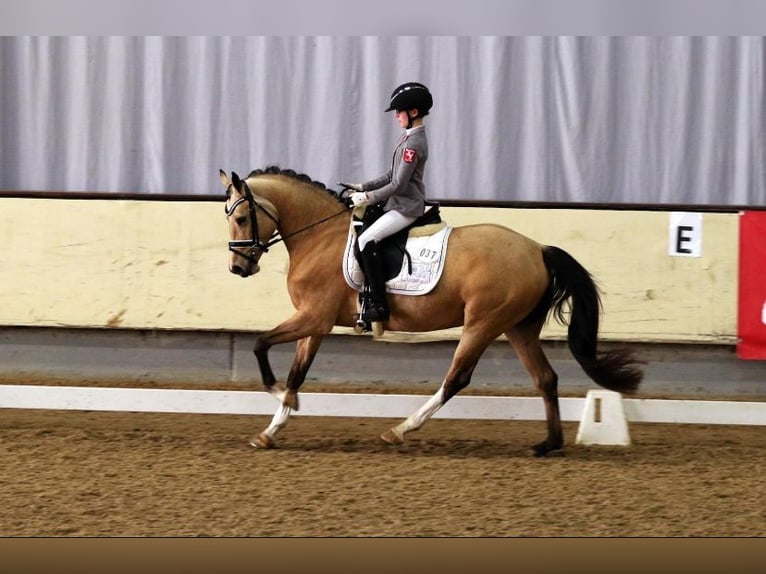 Poni alemán Semental Potro (05/2024) 148 cm Buckskin/Bayo in Hüffelsheim