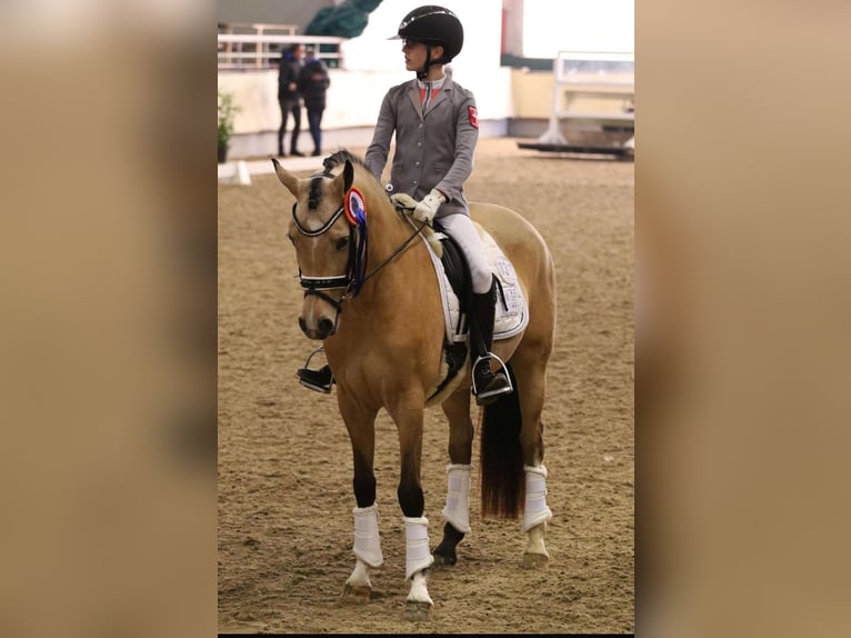 Poni alemán Semental Potro (05/2024) 148 cm Buckskin/Bayo in Hüffelsheim