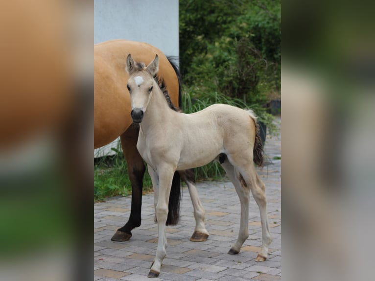 Poni alemán Semental Potro (05/2024) 148 cm Buckskin/Bayo in Hüffelsheim