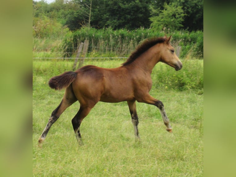 Poni alemán Semental Potro (02/2024) 148 cm Buckskin/Bayo in Velpke